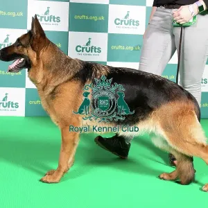 Best of Breed GERMAN SHEPHERD DOG Crufts 2022