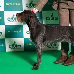 Best of Breed GERMAN WIREHAIRED POINTER Crufts 2022