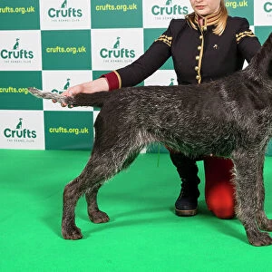 Best of Breed GERMAN WIREHAIRED POINTER Crufts 2023