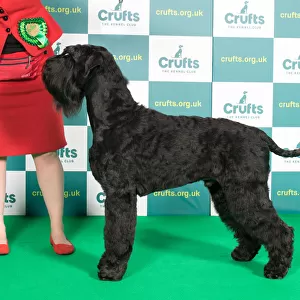 Best of Breed GIANT SCHNAUZER Crufts 2022