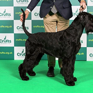 Best of Breed Giant Schnauzer Crufts 2023