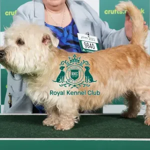 Best of Breed GLEN OF IMAAL TERRIER Crufts 2023