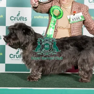 Best of Breed GLEN OF IMaL TERRIER Crufts 2022