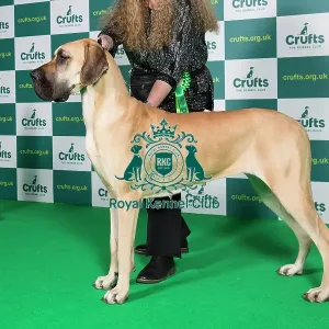 Best of Breed Great Dane Crufts 2022