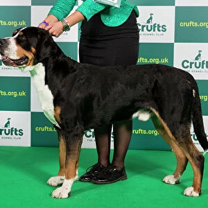 Best of Breed GREAT SWISS MOUNTAIN DOG Crufts 2023