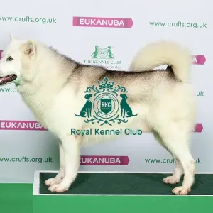 Best of Breed Greenland Dog Best of Breed Greenland Dog