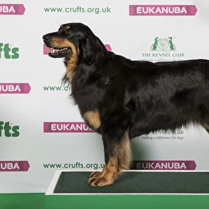 Best of Breed Hovawart
