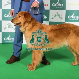 Best of Breed Hovawart 2025