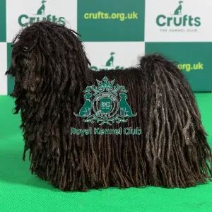 Best of Breed HUNGARIAN PULI Crufts 2023