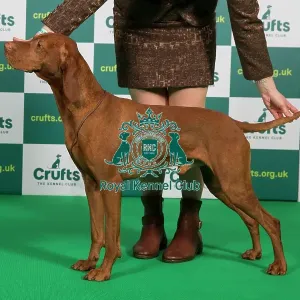 Best of Breed HUNGARIAN VIZSLA Crufts 2023