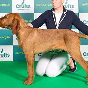 Best of Breed Hungarian Wirehaired Vizsla Crufts 2022