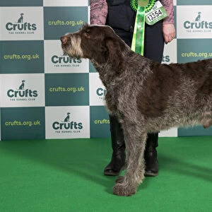 Best of Breed ITALIAN SPINONE Crufts 2022