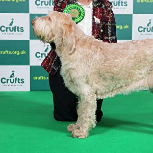 Best of Breed ITALIAN SPINONE Crufts 2023