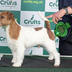 Best of Breed JACK RUSSELL TERRIER Crufts 2023
