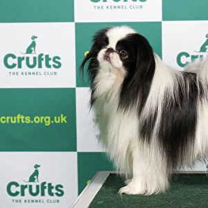 Best of Breed JAPANESE CHIN Crufts 2023