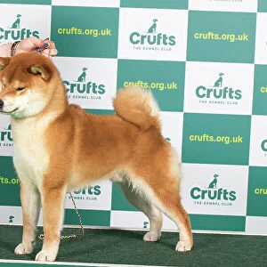 Best of Breed JAPANESE SHIBA INU Crufts 2023