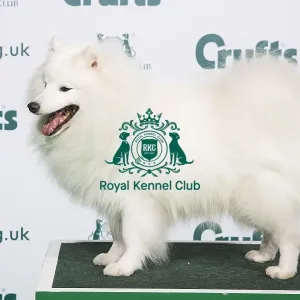 Best of Breed Japanese Spitz 2020