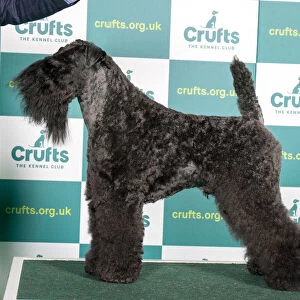 Best of Breed KERRY BLUE TERRIER Crufts 2022