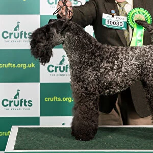 Best of Breed KERRY BLUE TERRIER Crufts 2023