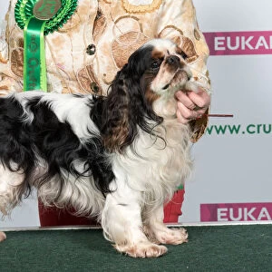 Best of Breed King Charles Spaniel