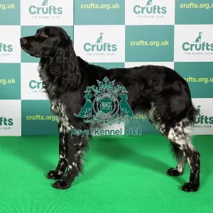 Best of Breed LARGE MUNSTERLANDER Crufts 2022