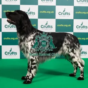 Best of Breed LARGE MUNSTERLANDER Crufts 2023
