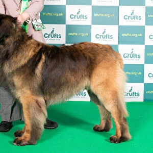 Best of Breed LEONBERGER Crufts 2022