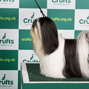 Best of Breed LHASA APSO Crufts 2023