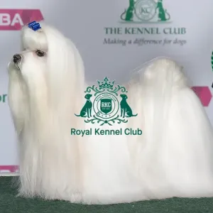 Best of Breed MALTESE Best of Breed MALTESE