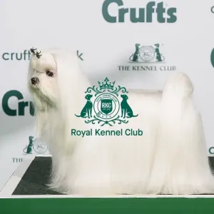 Best of Breed MALTESE 2020
