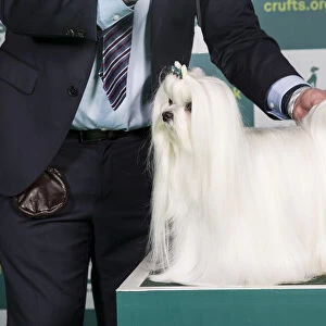 Best of Breed MALTESE Crufts 2022