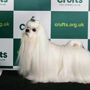 Best of Breed MALTESE Crufts 2023