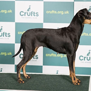 Best of Breed MANCHESTER TERRIER Crufts 2022