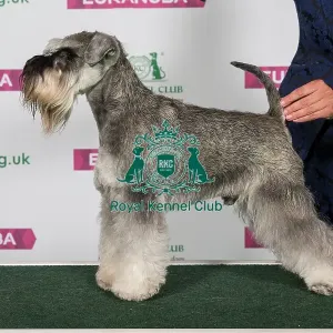 Best of Breed Miniature Schnauzer Best of Breed Miniature Schnauzer