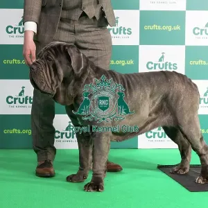 Best of Breed NEAPOLITAN MASTIFF (NONCC) Crufts 2023