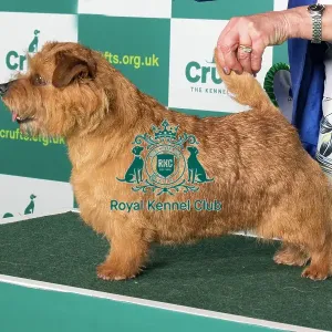 Best of Breed NORFOLK TERRIER Crufts 2022