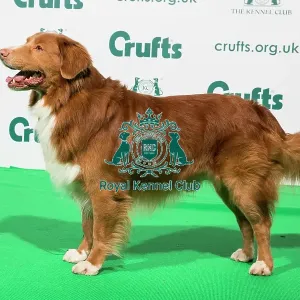 Best of Breed Nova Scotia Duck Tolling Retriever Crufts 2020