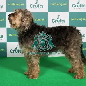 Best of Breed OTTERHOUND Crufts 2022