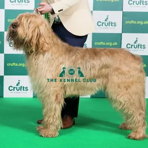 Dog Breeds Utility Breeds Crufts Best Of Breed OTTERHOUND Crufts