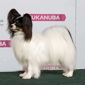 Best of Breed PAPILLON