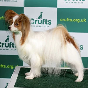 Best of Breed PAPILLON Crufts 2023