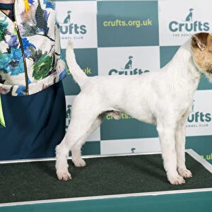 Best of Breed PARSON RUSSELL TERRIER Crufts 2022