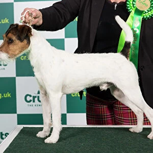 Best of Breed PARSON RUSSELL TERRIER Crufts 2023