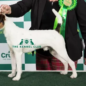 Best of Breed PARSON RUSSELL TERRIER Crufts Art Prints - Main Image