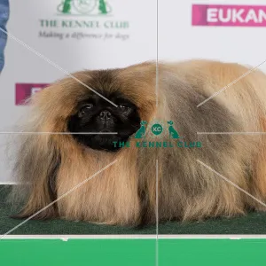 Best of Breed PEKINGESE