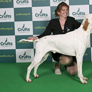 Best of Breed Pointer Crufts 2022