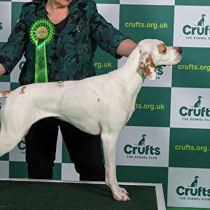 Best of Breed Pointer Crufts 2023