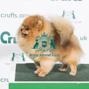 Best of Breed POMERANIAN 2020