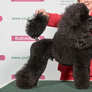 Best of Breed POODLE (MINIATURE)