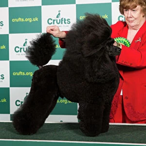 Best of Breed POODLE (MINIATURE) Crufts 2023